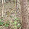 04 Aktion April 25 Feen und Wichtelwald